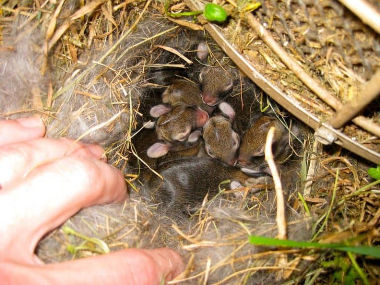 Why Do Rabbits Dig Holes Then Fill Them In? Bunny Horde