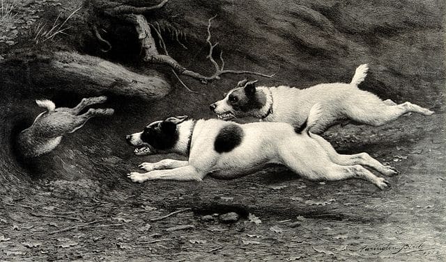 Two dogs chasing a rabbit back to its hiding hole