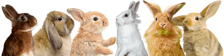 gabapentin dosage rabbits