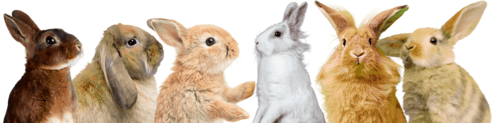 9 Rabbit Ownership Calculator