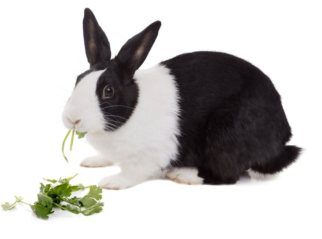 A black and white rabbit eating cilantro. Can rabbits eat cilantro