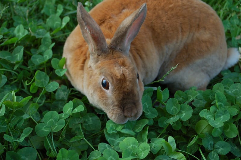 A brown new zealand rabbit in a field of clover plants
