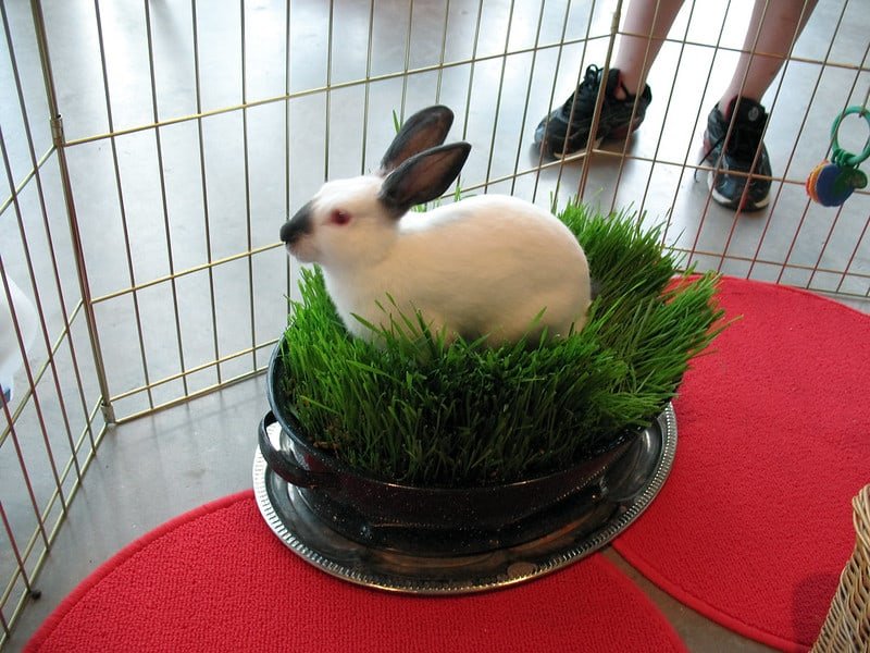 A white new zealand rabbit standing on a wheatgrass