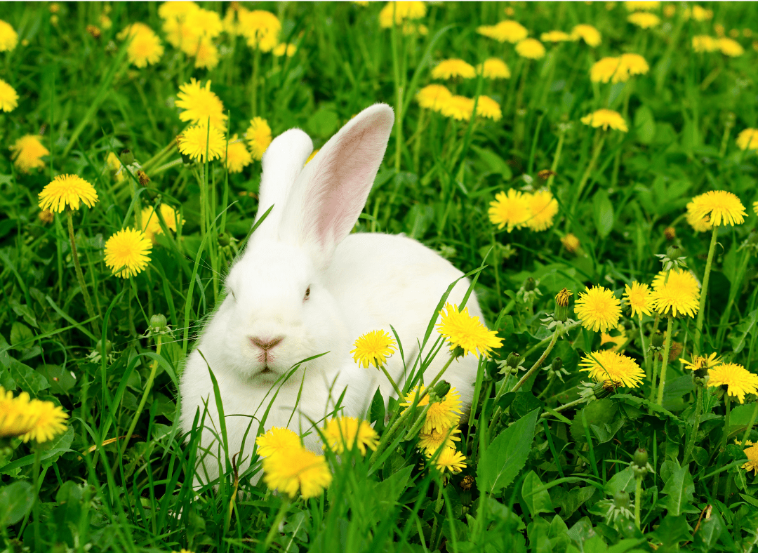 A white rabbit in a dandelion field. Can rabbits eat dandelions