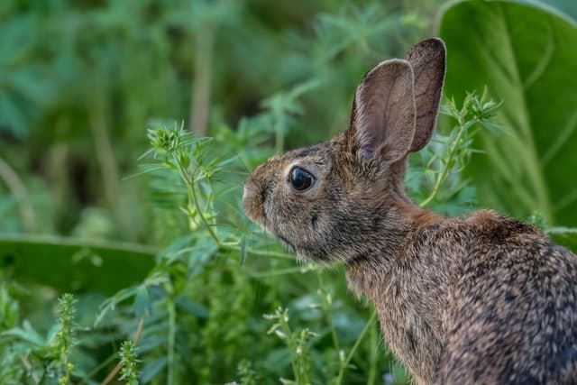 A wild rabbit smelling a basil plant