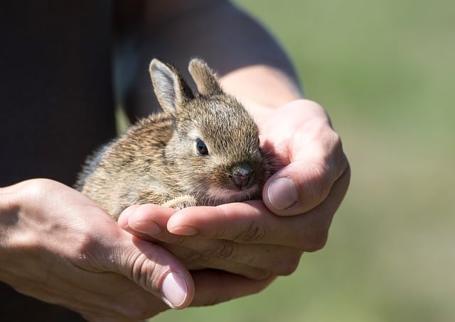 A young new zealand rabbit