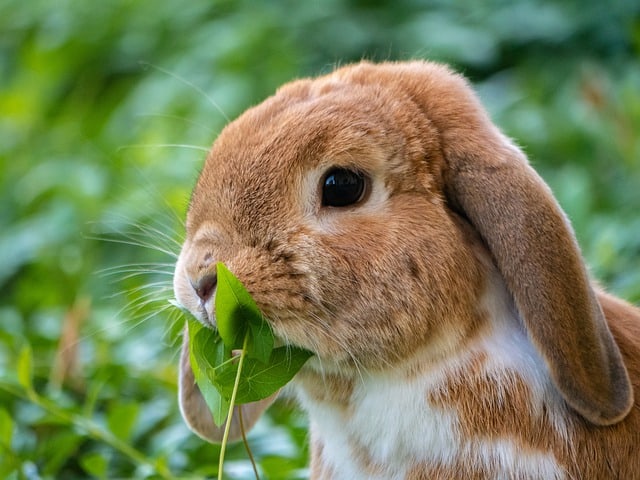 Rabbit-eating-mint-leaves