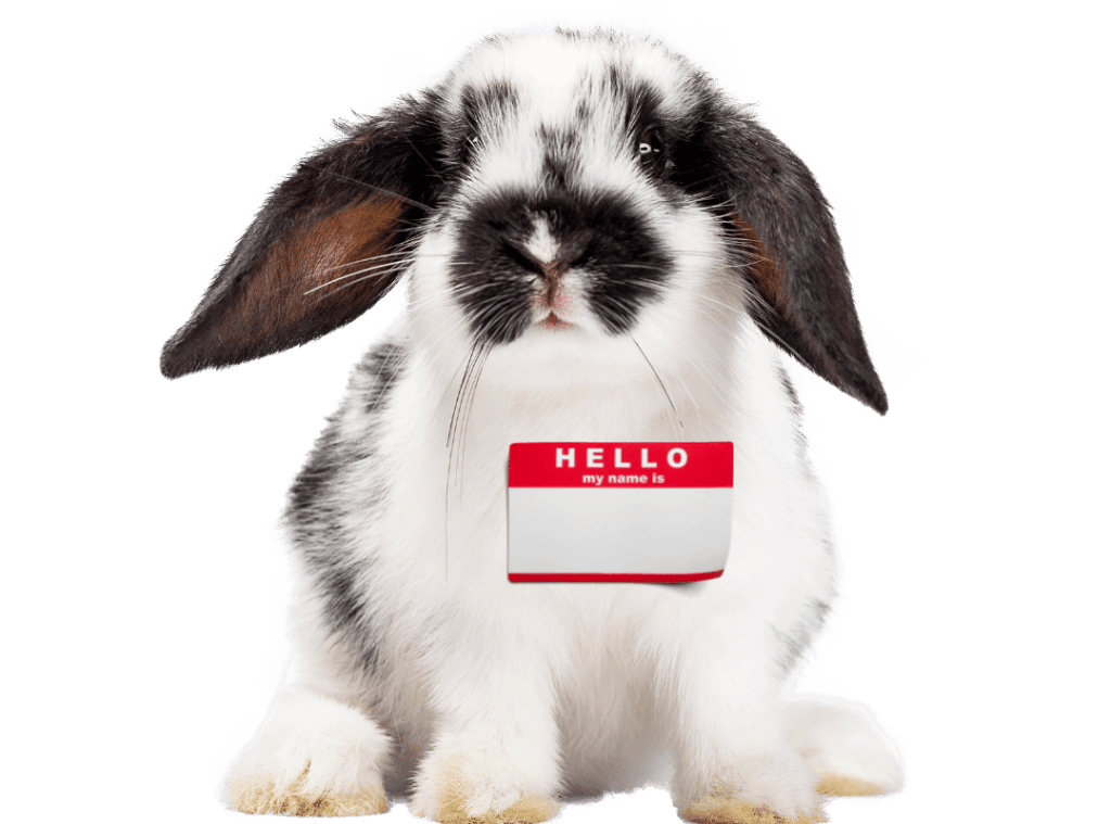 Rabbit with a name tag.