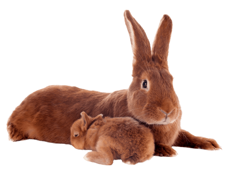 gestation-calculator-for-rabbits-bunny-horde