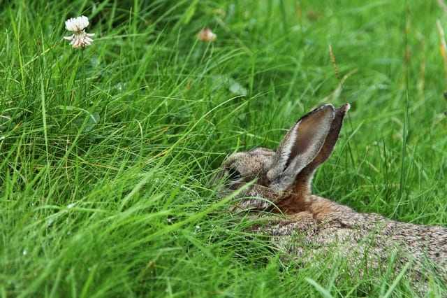 Young rabbit in a clover field