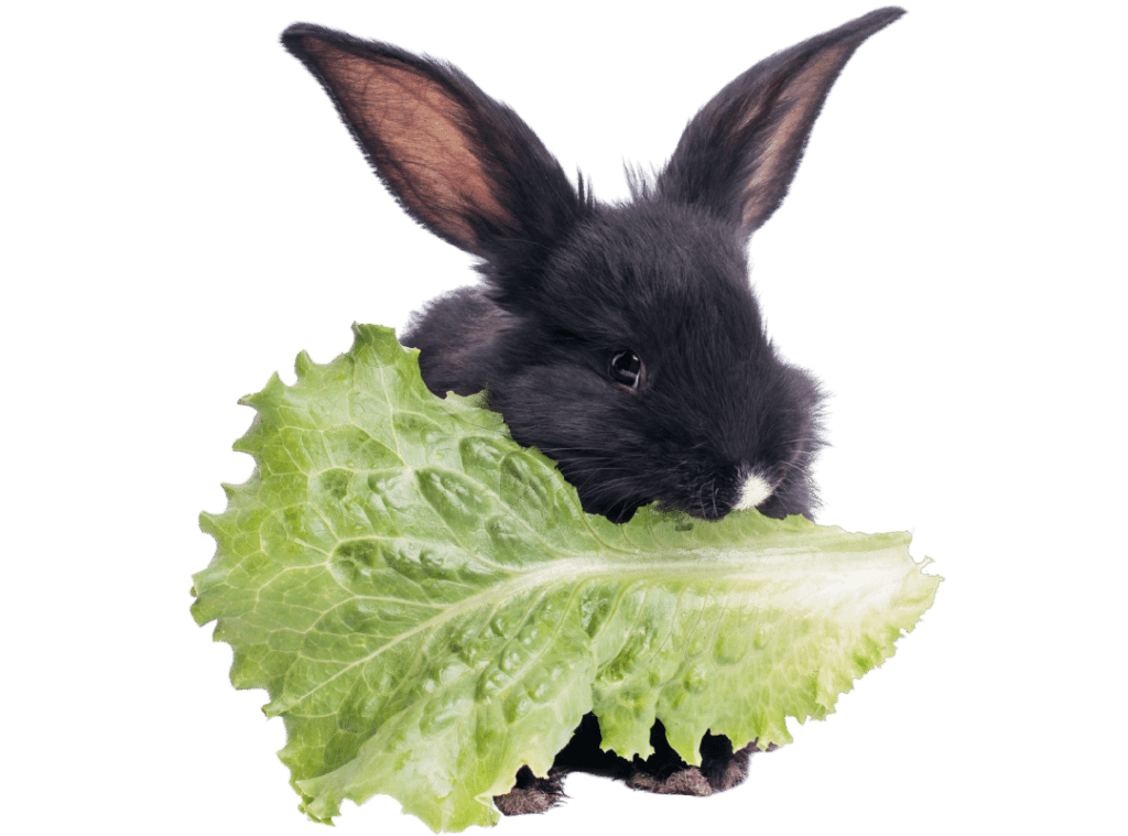 A black new zealand rabbit eating a lettuce.