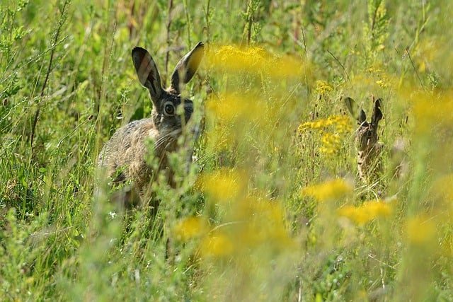 Two wild rabbits hiding from predators
