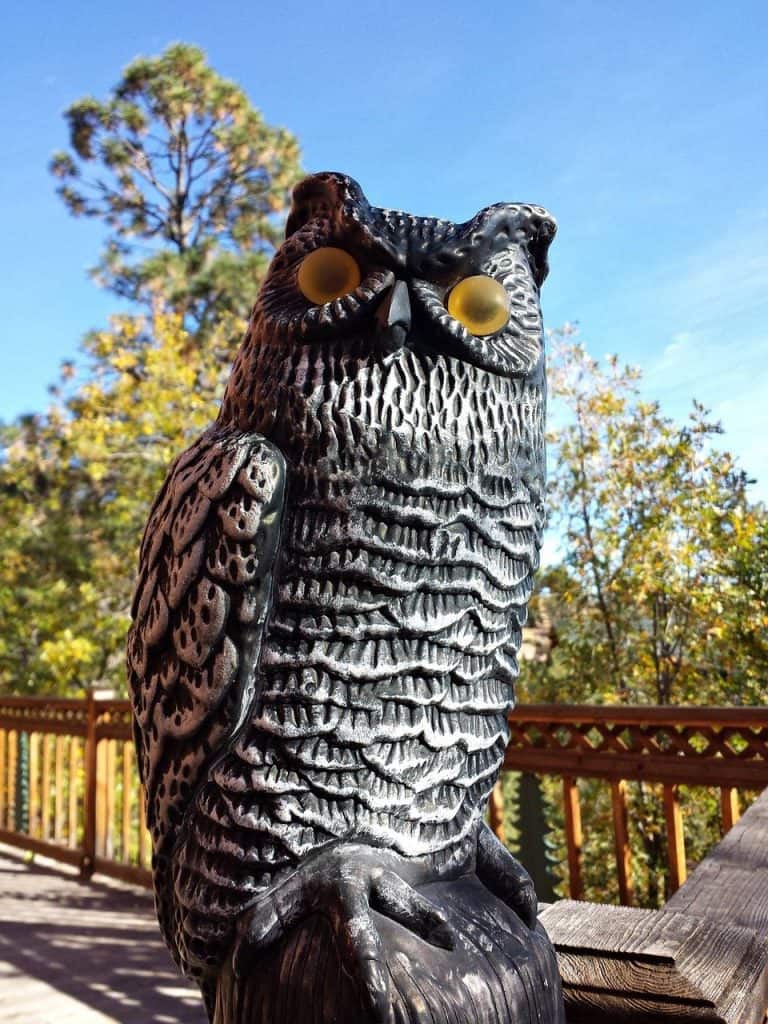 A mock owl statue used to repel rabbits from their lawn