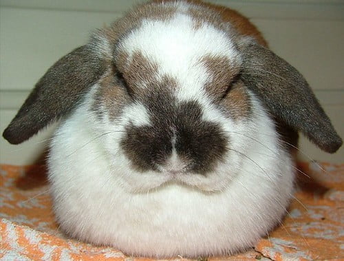 A white rabbit sleeping in the loaf position.