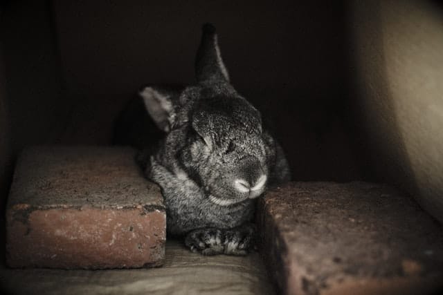 A black new zealand rabbit sleeping with its eyes closed.