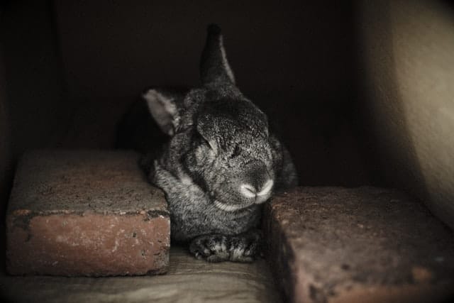 Un conejo negro de Nueva Zelanda durmiendo con los ojos cerrados.