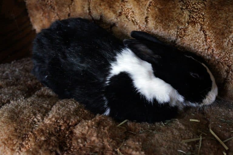 How to comfort a dying rabbit? Bunny Horde