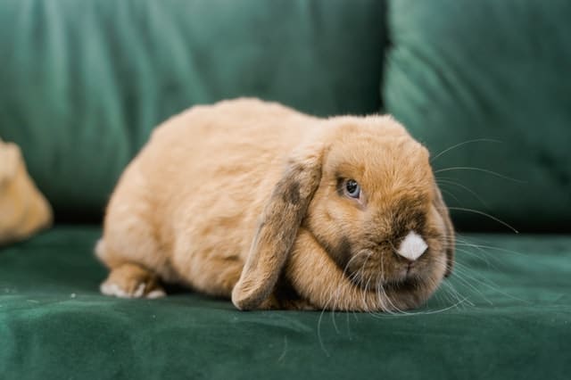 A brown holland lop rabbit sleeping in the loaf position.