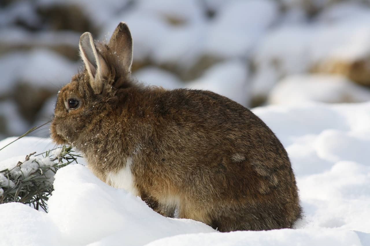 A brown rabbit playing in snow. Ideal temperature for rabbits