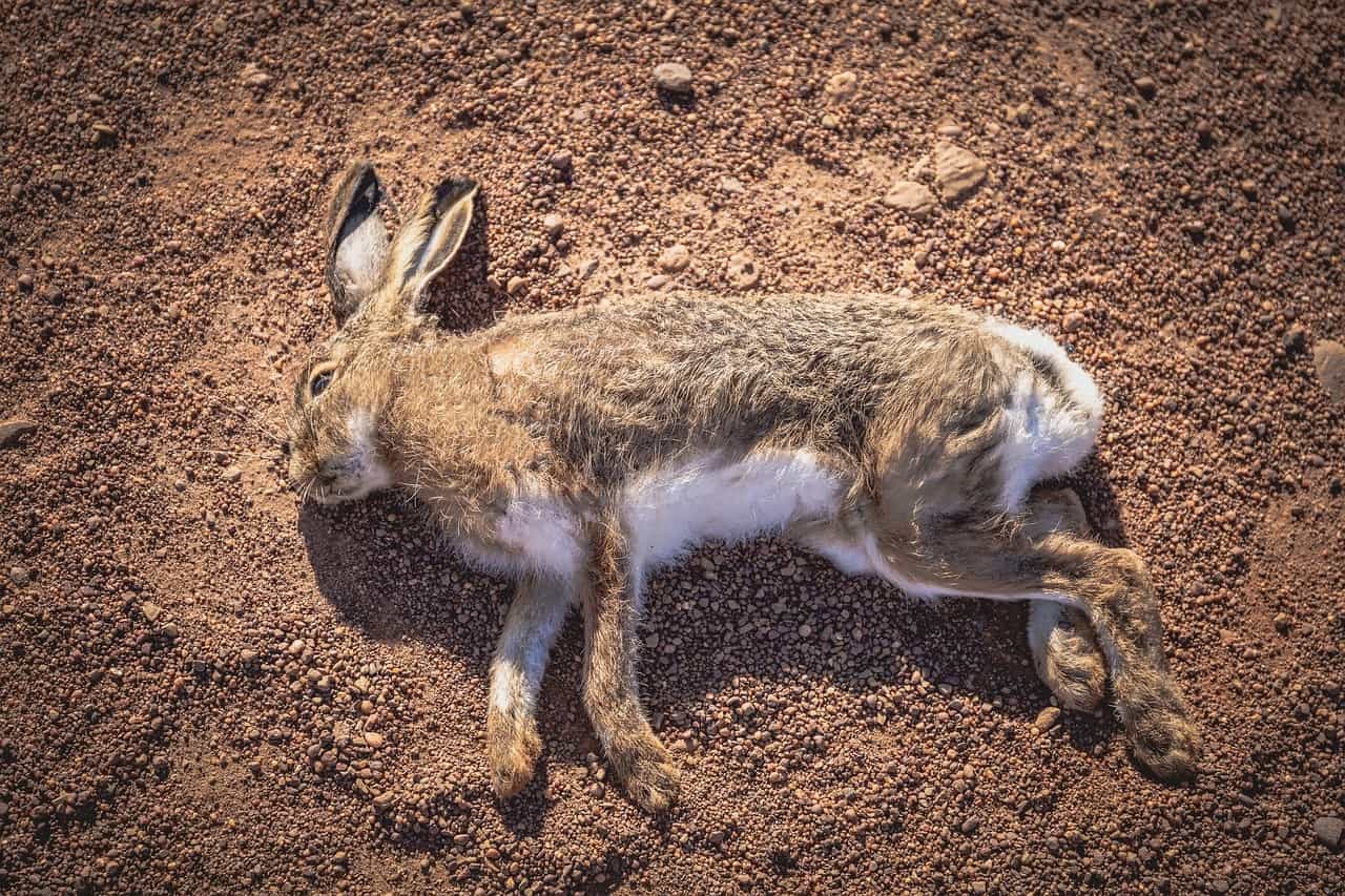 A dead rabbit. Do rabbits scream when they die