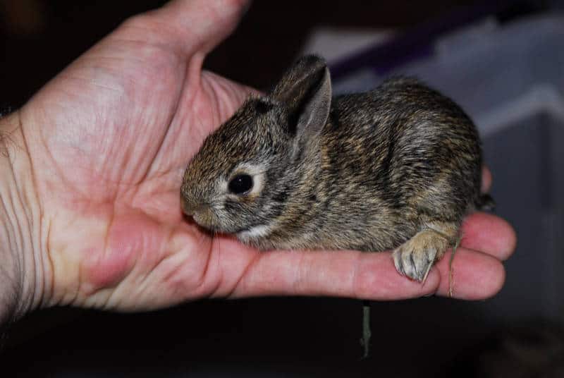 A person holding a brown wild baby rabbit.