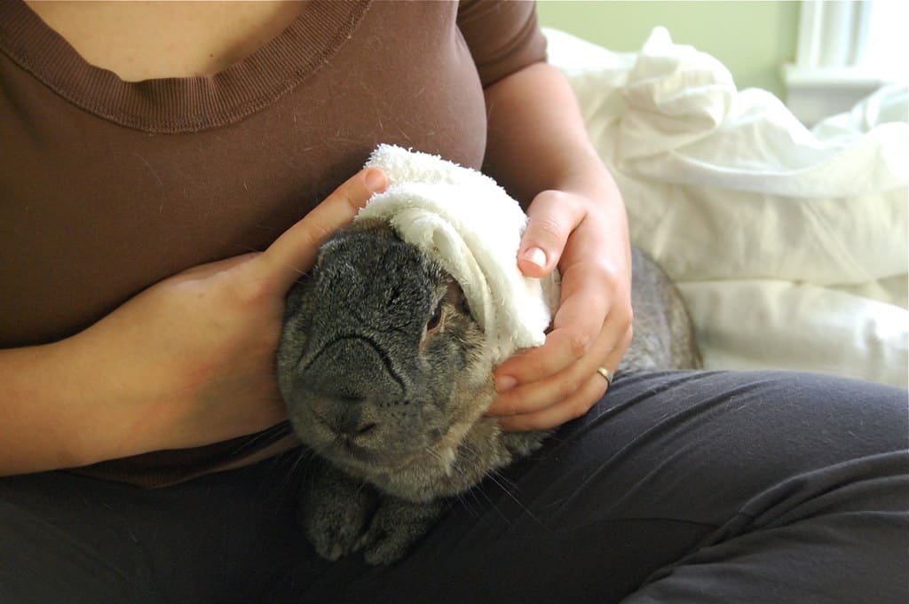 A person taking care of a sick dying rabbit. How to comfort a dying rabbit?
