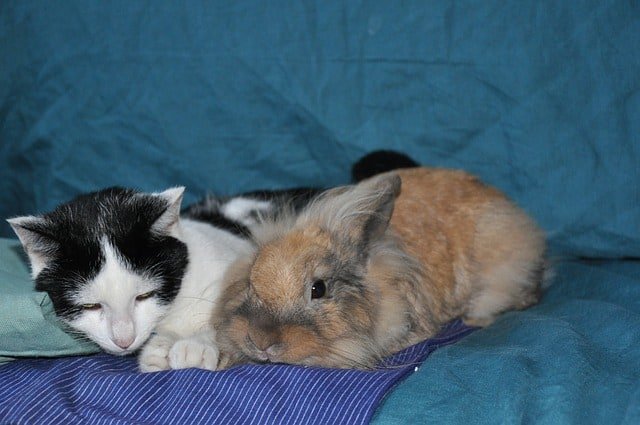 A pet rabbit sleeping beside a cat in a bed