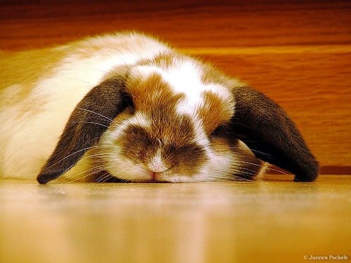 A rabbit sleeping with its eyes closed.