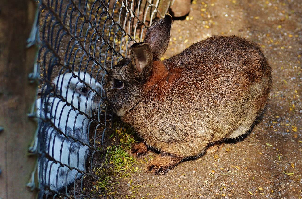 A sad rabbit thats separated by its companion. Can rabbits die of loneliness Can Rabbits Die Of Loneliness?