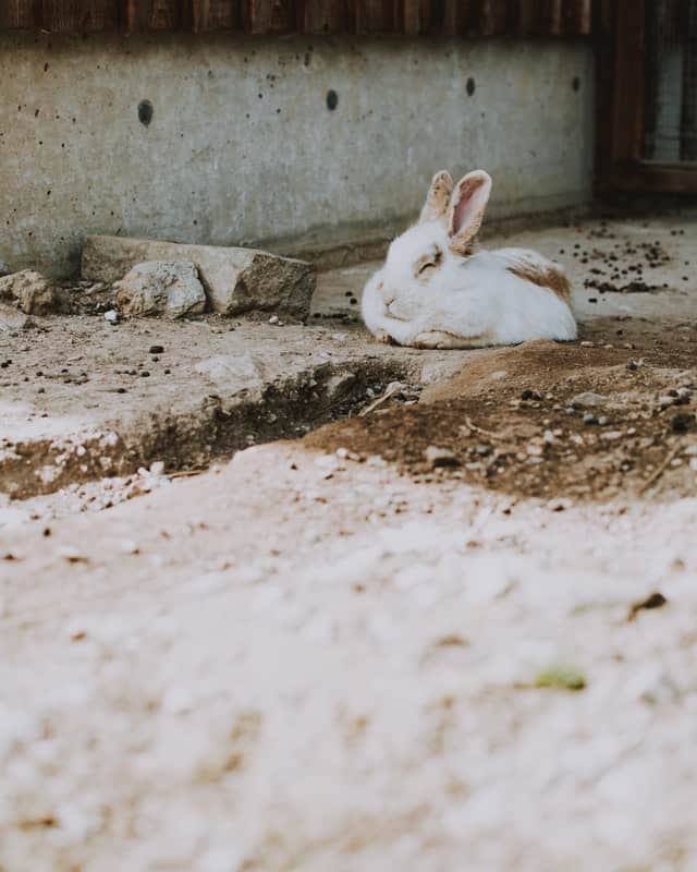 A white new zealand rabbit sleeping in a loaf position