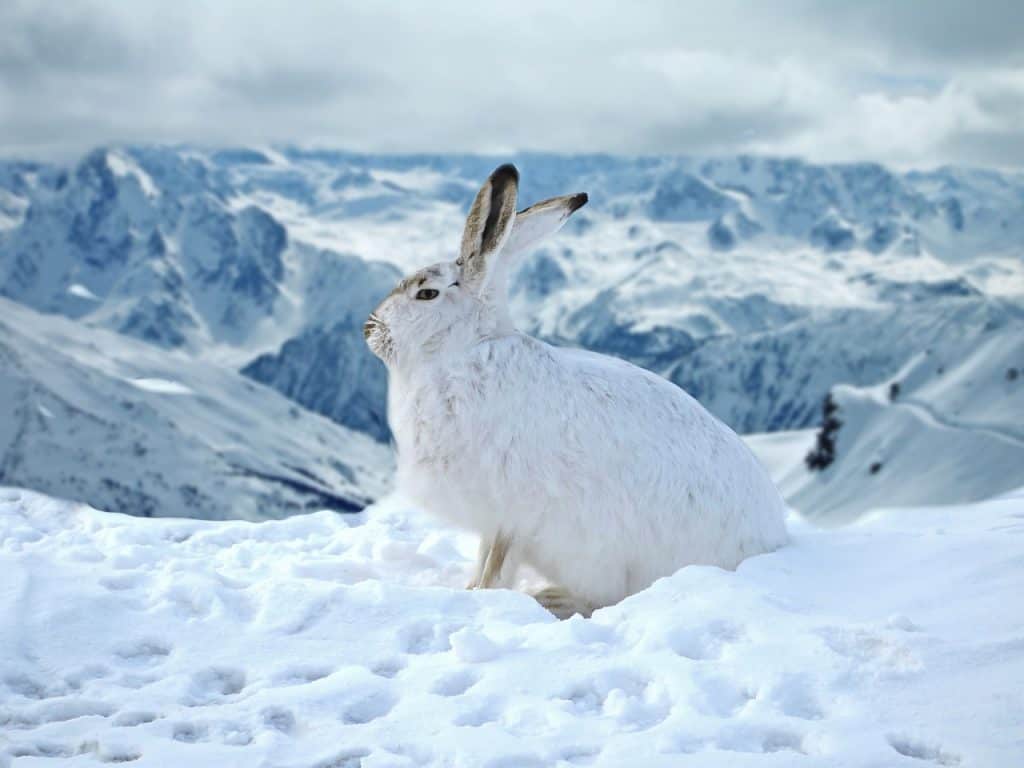 A white rabbit in a mountain of snow