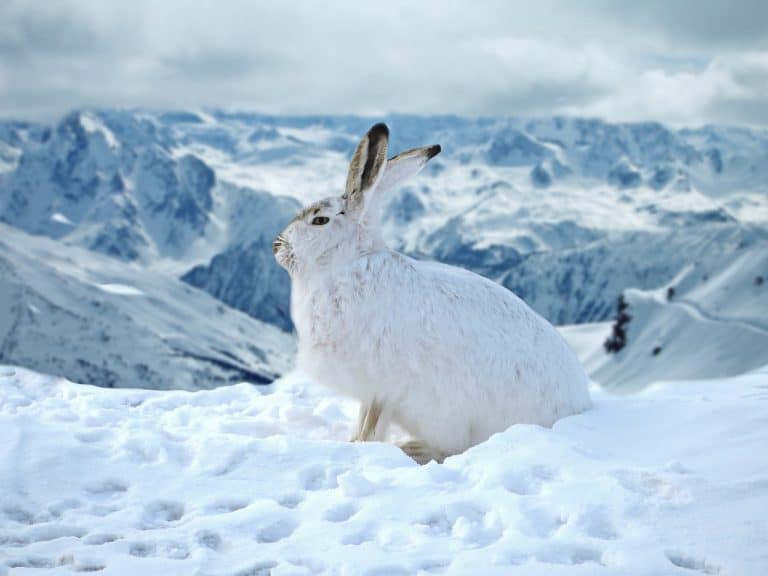 What's the Ideal Temperature For Rabbits? - Bunny Horde