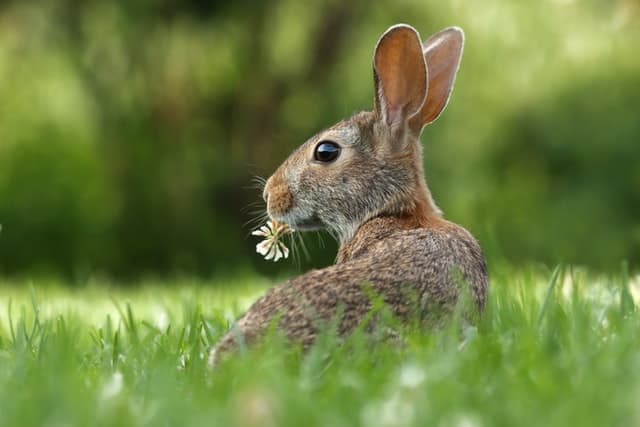 A wild rabbit eating dandelion flower
