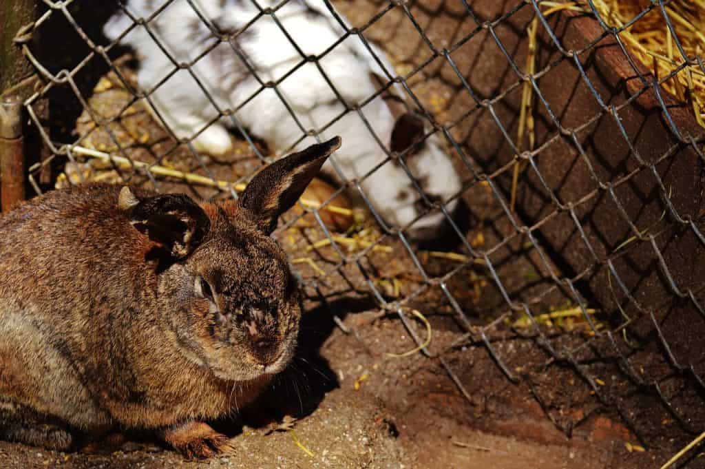 An abused rabbit in small cages with its companion on a separate cage