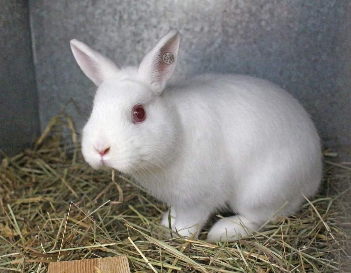 Florida white rabbit with albinism. Why do some rabbits have red eyes