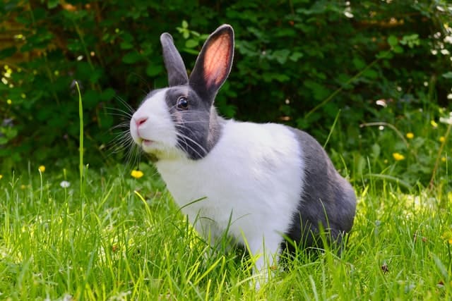 Pet rabbit standing in a field full of dandelions.