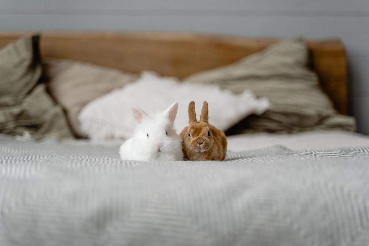 Two baby rabbits sleeping in a bed. How long do rabbits sleep