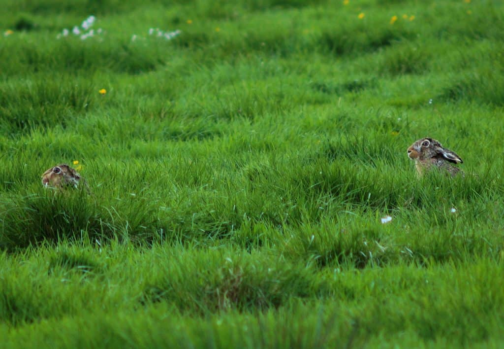 Two wild rabbits chasing each other in an open field