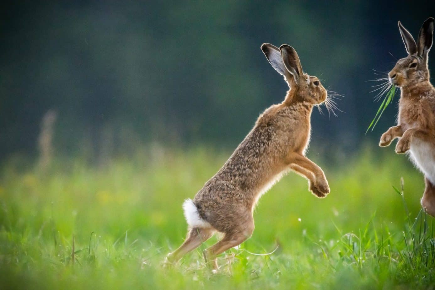 Two wild rabbits chasing each other.rabbits chasing each other