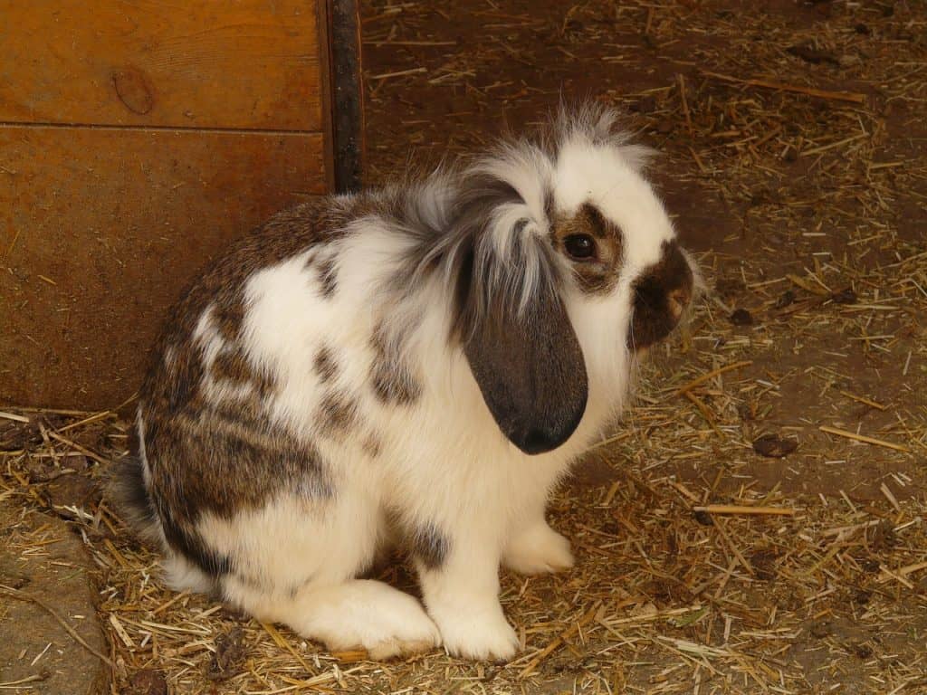 holland lop rabbit surrounded by its poop