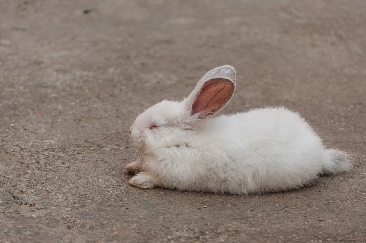 Un conejo blanco de Nueva Zelanda durmiendo con los ojos cerrados. ¿Los conejos duermen con los ojos abiertos?