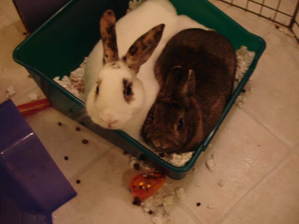 two rabbits sharing a litter box surrounded by poop
