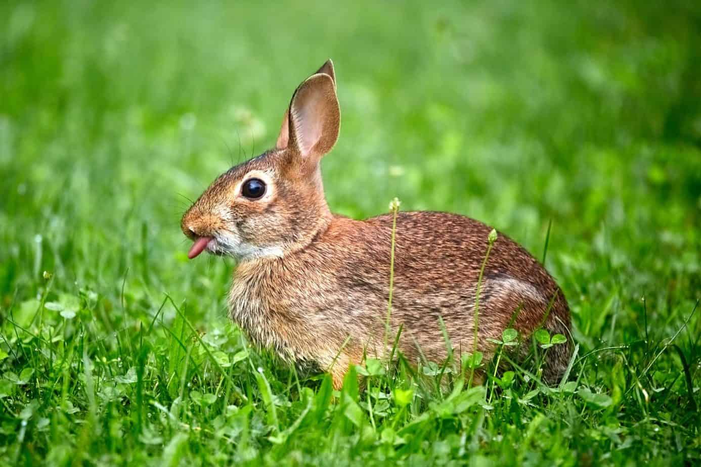 Every Reason Why Rabbits lick. Bunny Horde