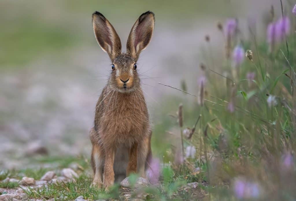 Angry wild rabbit