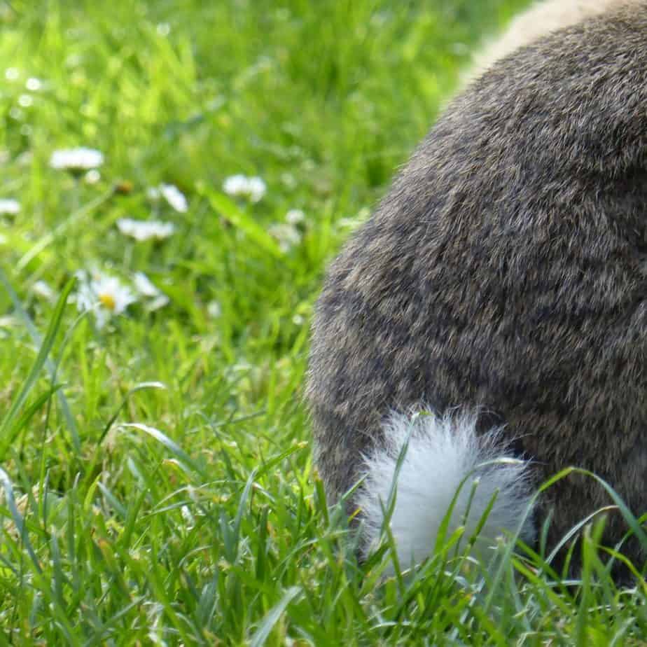 Rabbit farting in a green grass