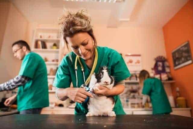 A veterinarian cutting a rabbits nails