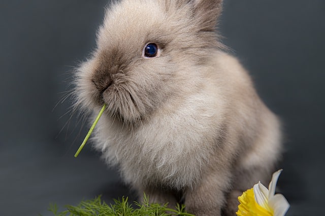 A baby rabbit eating a bunch of cilantro