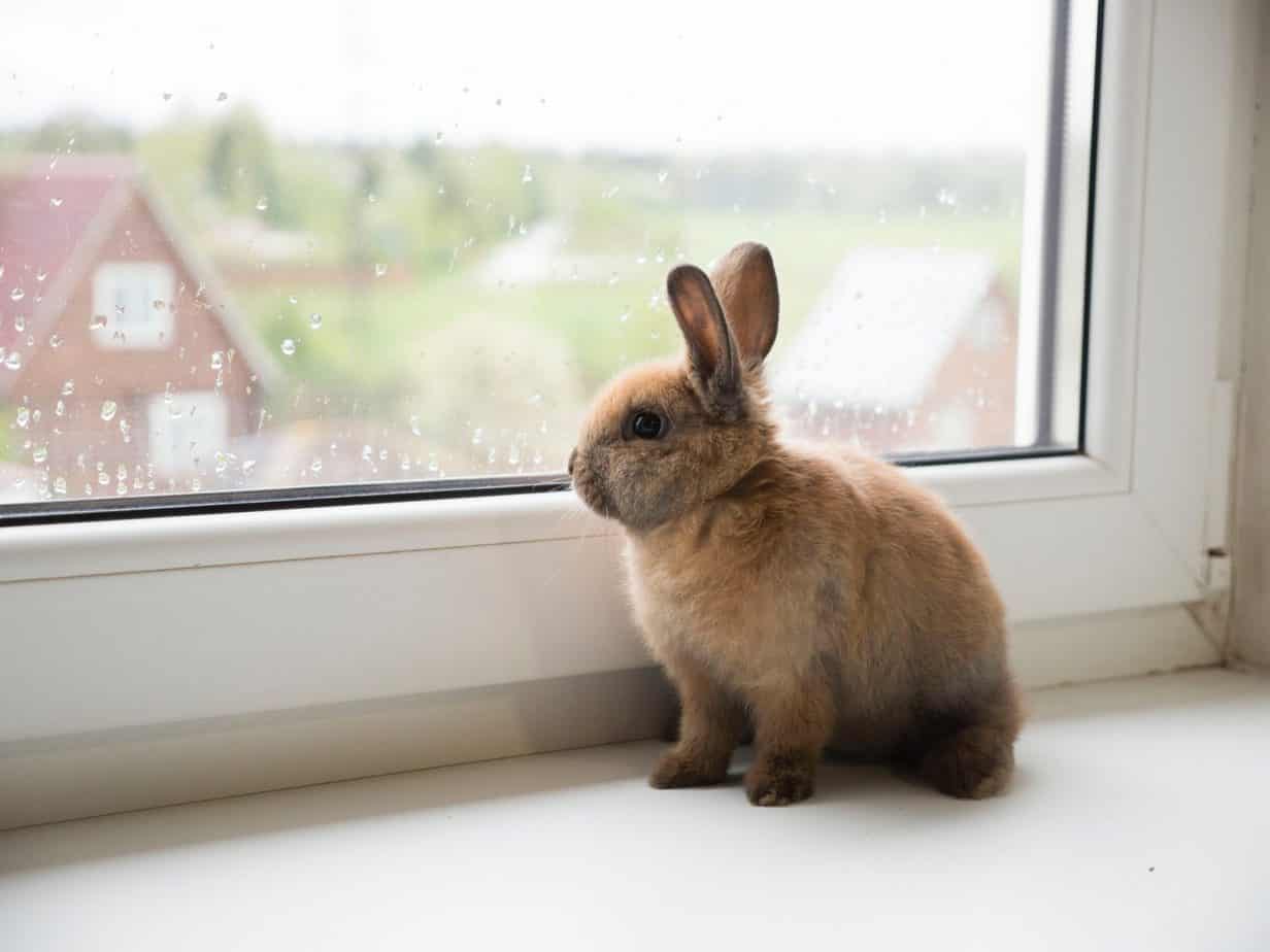 A baby rabbit looking out of an apartments window. Do appartments allow rabbits