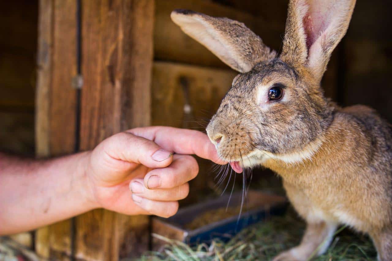 A brown pet rabbit with its tongue out. Are rabbits stupid