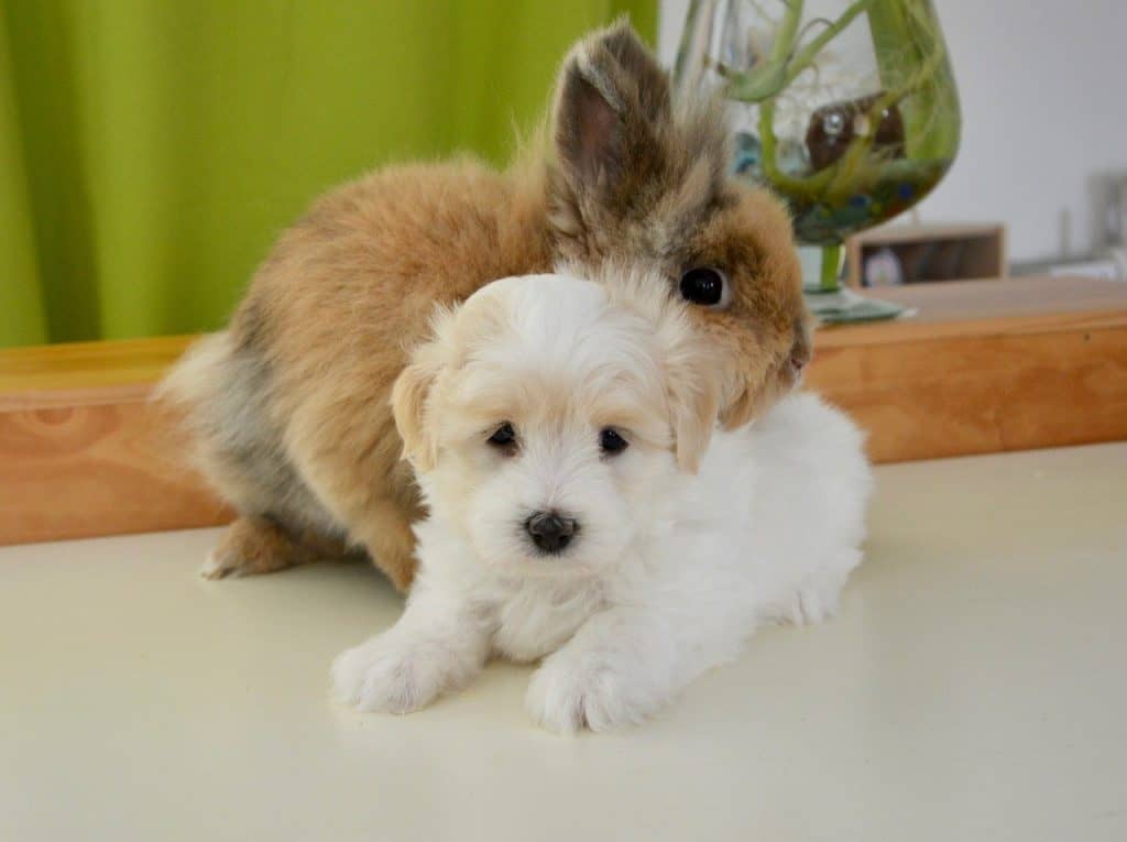 A rabbit and a dog in their owners apartment